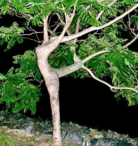 ballerino_albero